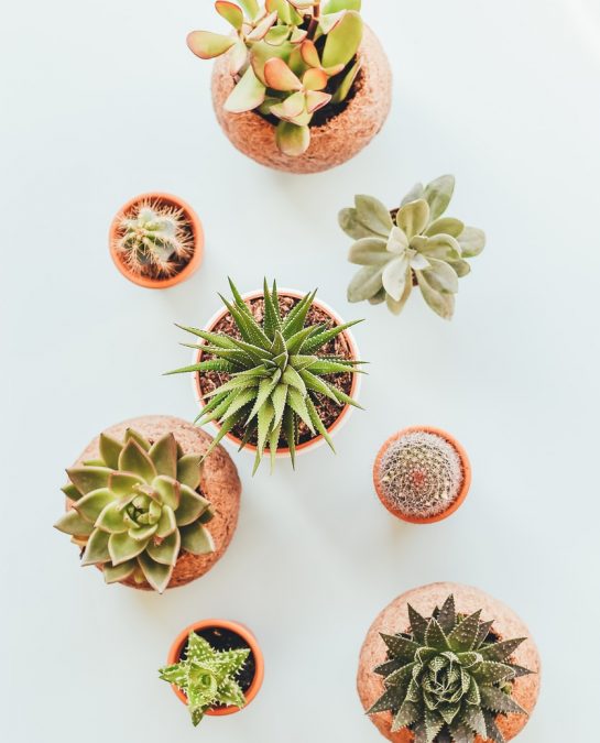 assorted succulents in clay pots