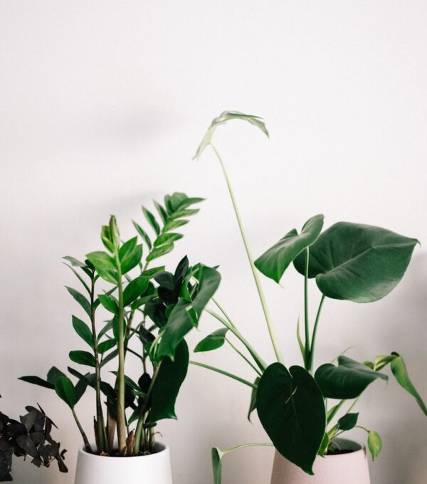 green plant in white pot