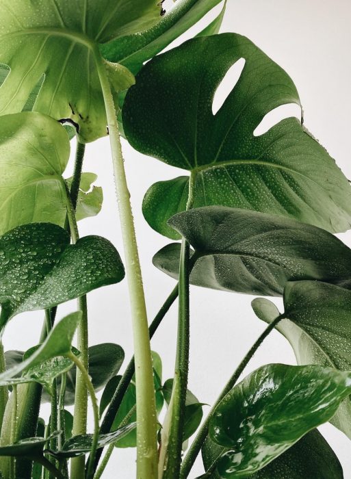 green leaves in close up photography